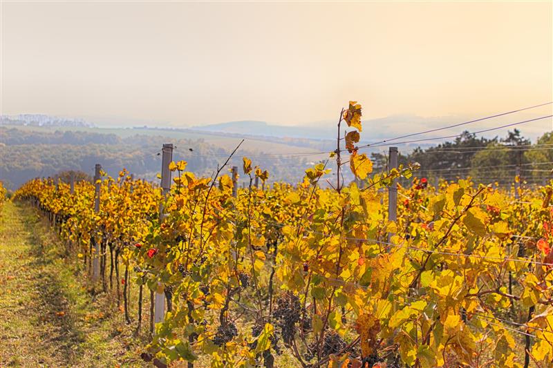 Autumn in the vineyard at sunlight