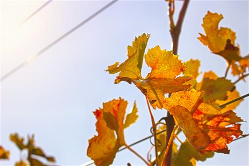 Autumn in the vineyard