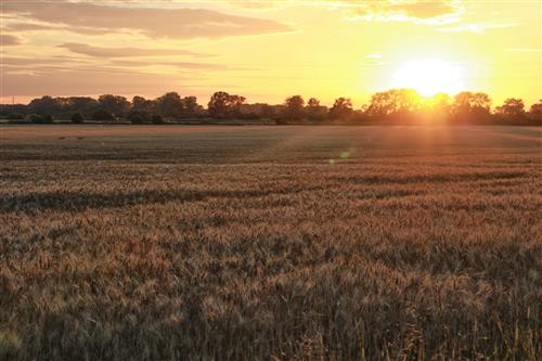 Grain field #3