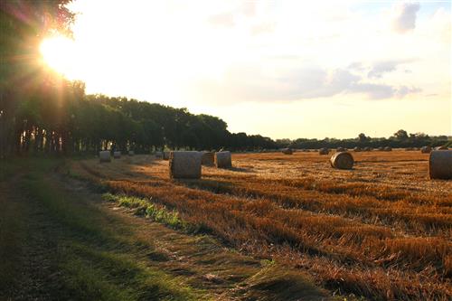 Haystacks at sunset