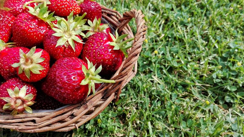 Basket full of strawberries on the grass
