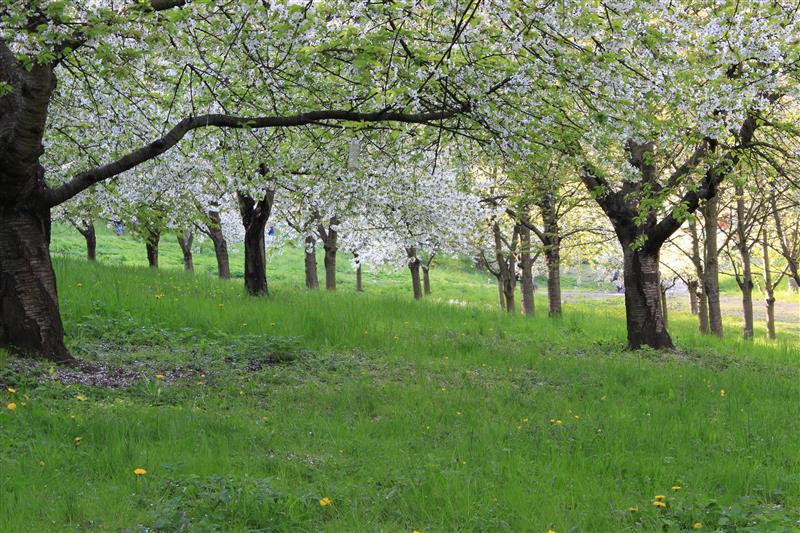 Blossoming orchard
