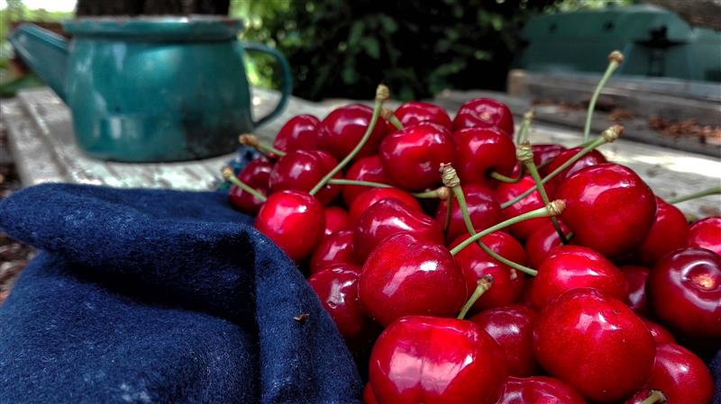 Ripe cherries on the table