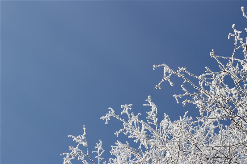 Snowy tree branches and blue sky