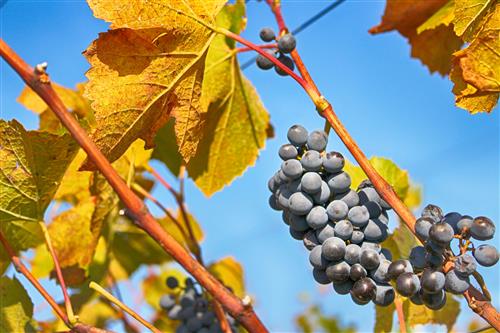Autumn in the vineyard and blue grapes