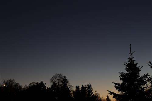 Clear sky at night with spruce silhouette