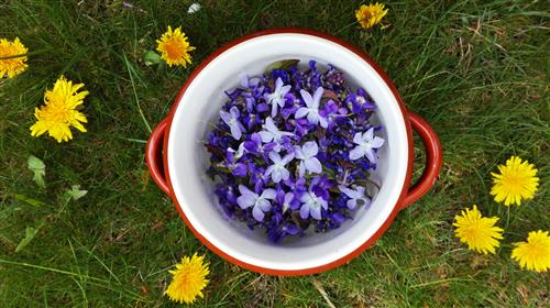 Picked violets in the red pot