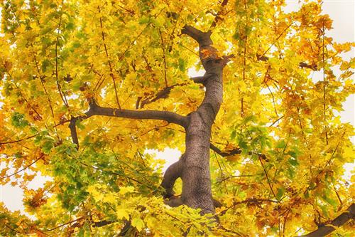 Treetop with yellow leaves